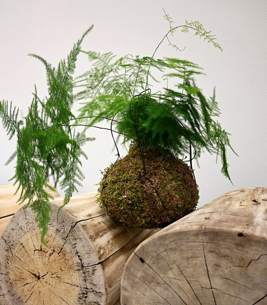 kokedama na pieńku