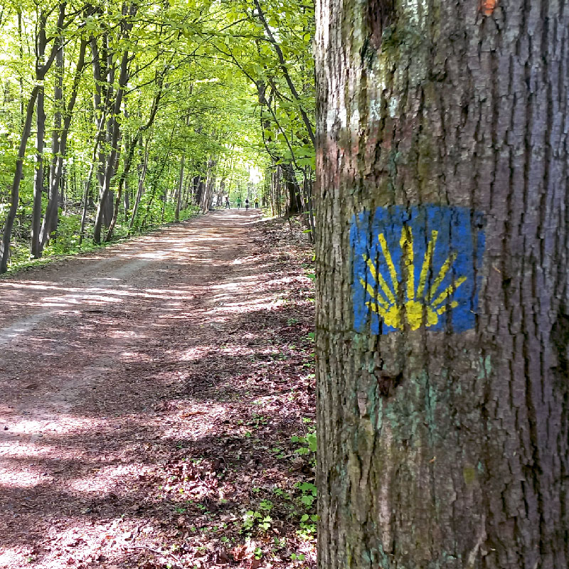 znak szlakowy drogi Camino na drzewie w Lesie Bielańskim