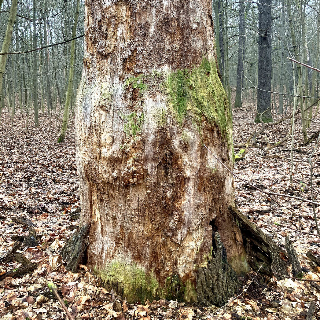 pień starego drzewa