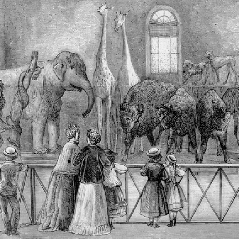 rybina przedstawiająca Gabinet Zoologiczny